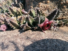 Huernia zebrina