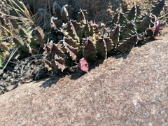 Huernia zebrina