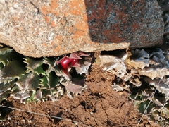 Huernia zebrina