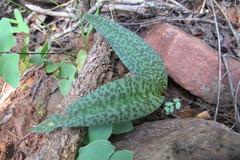 Drimiopsis