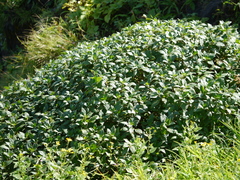 Strobilanthes scrobiculatus