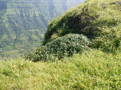 Strobilanthes scrobiculatus