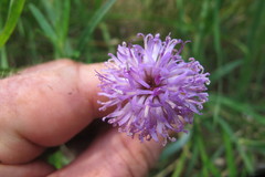 Parapolydora fastigiata