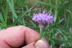 Parapolydora fastigiata