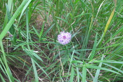 Parapolydora fastigiata