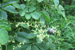 Cyphostemma puberulum