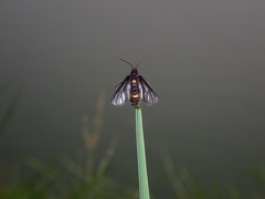 Psichotoe duvaucelii