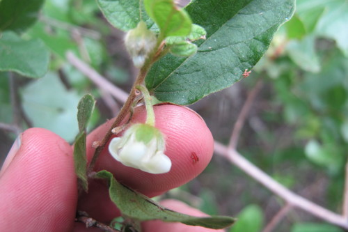 Image of Diospyros villosa by (c) James Deacon, some rights reserved (CC BY-SA)