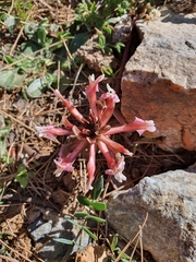 Astragalus spruneri