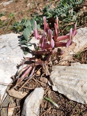 Astragalus spruneri
