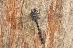 Austroaeschna anacantha