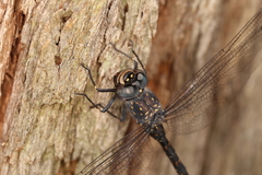 Austroaeschna anacantha