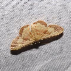 Idaea vacillata