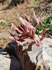Astragalus spruneri