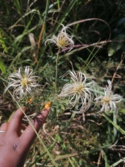 Clematis villosa stanleyi