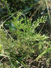 Clematis villosa stanleyi
