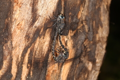 Austroaeschna anacantha