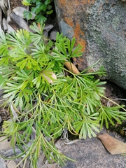 Actiniopteris radiata