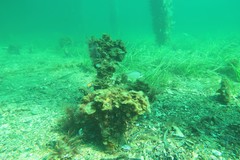 Parequula melbournensis