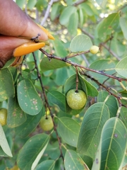 Pseudolachnostylis maprouneifolia