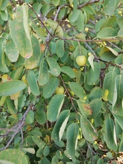 Pseudolachnostylis maprouneifolia