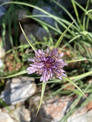 Tragopogon porrifolius