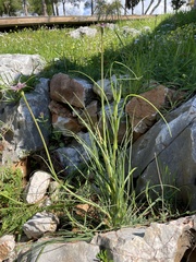 Tragopogon porrifolius