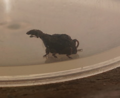 Stephanorhynchus crassus