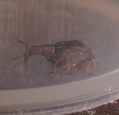 Stephanorhynchus crassus