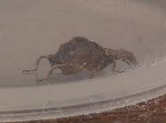 Stephanorhynchus crassus