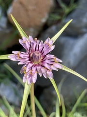 Tragopogon porrifolius