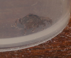 Stephanorhynchus crassus