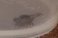 Stephanorhynchus crassus