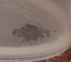 Stephanorhynchus crassus