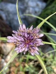 Tragopogon porrifolius