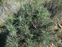 Heterolepis peduncularis