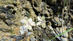 Pinguicula lusitanica