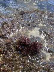 Melanamansia glomerata