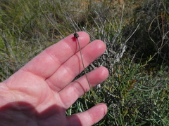 Heterolepis peduncularis