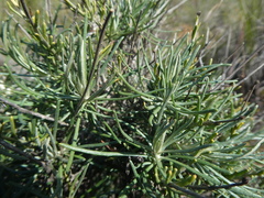 Heterolepis peduncularis