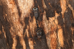 Austroaeschna anacantha