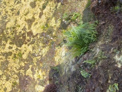 Chaetomorpha antennina