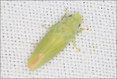 Reuplemmeles hobartensis