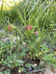 Lathyrus