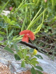 Lathyrus