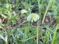 Lathyrus