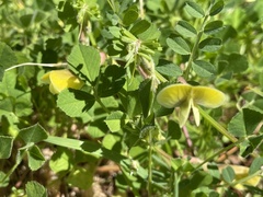 Lathyrus