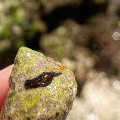 Chelidonura