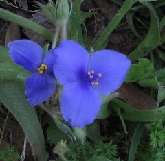 Tradescantia subacaulis