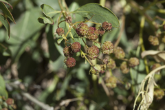 Haplophyllum latifolium